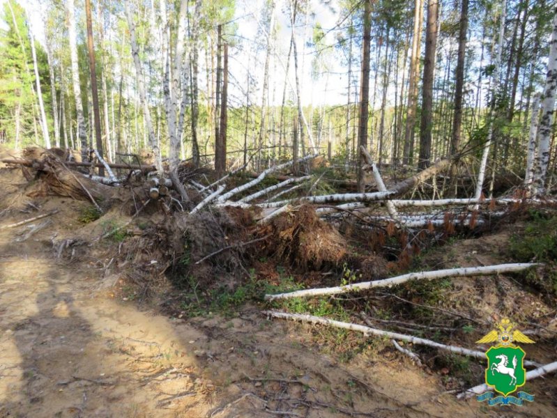 В Асиновском районе полицейские установили подозреваемого в незаконной рубке лесных насаждений